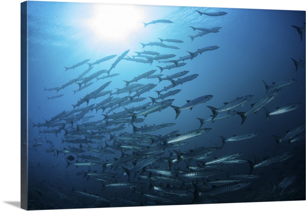 A school of blackfin barracuda swimming in the blue waters of the Solomon Islands.