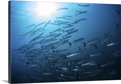 A School Of Blackfin Barracuda Swimming In The Blue Waters Of The Solomon Islands