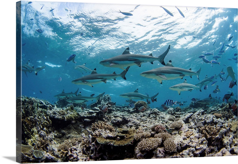 A school of blacktip reef sharks over a coral reef in Kadavu Island, Fiji.