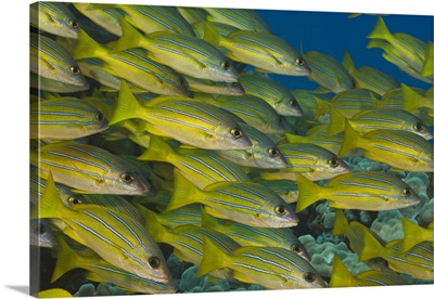 A school of bluestripe snapper (Lutjanus kasmira) in Hawaiian waters.