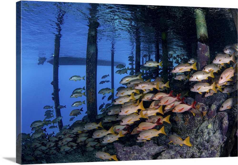 A school of fish are falsely protected under a fisherman's jetty, French Polynesia.