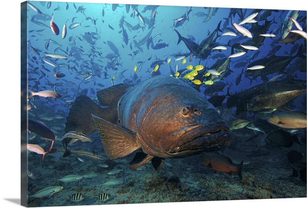 Fiji - Giant grouper (Epinephelus lanceolatus) has a school of golden trevally (Gnathanodon speciosus) using its size for ...