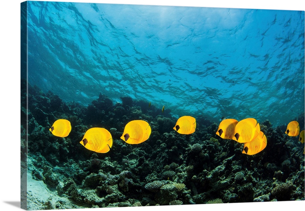 A school of masked butterfly fish in the Red Sea.