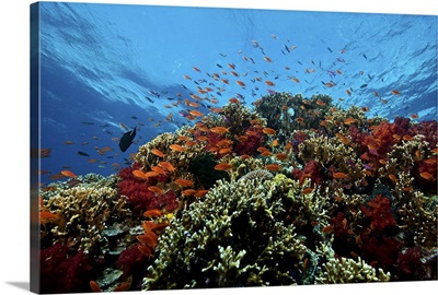 A school of orange basslets on a healthy coral reef in Fiji