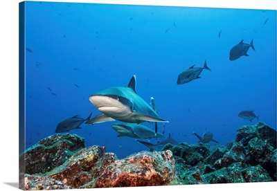 A School Of Silvertip Sharks, Socorro Island, Mexico
