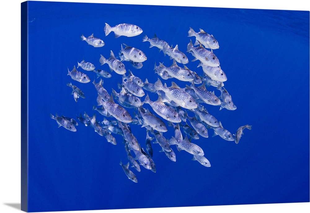 A school of spotted oceanic triggerfish (Canthidermis maculata) swimming in the open ocean of Hawaii.