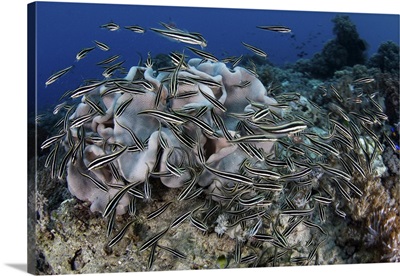 A school of striped eel catfish swarms over a reef searching for food