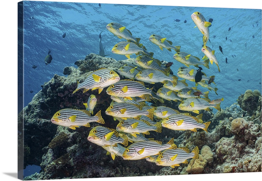 A school of sweetlip fish stacked up against a coral head, Maldives.