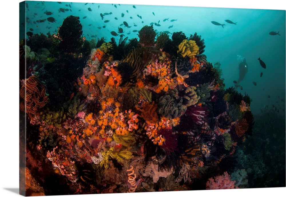 A scuba diver explores a coral reef in Komodo National Park, Indonesia.