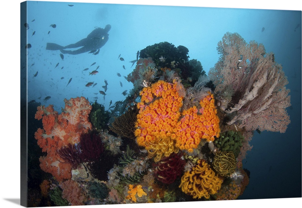 A scuba diver explores a coral reef in Komodo National Park, Indonesia.