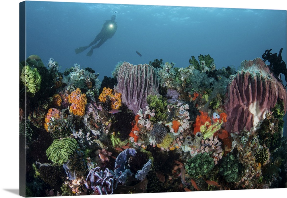 A scuba diver explores a coral reef in Komodo National Park, Indonesia.