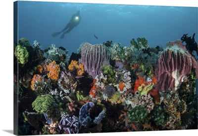 A Scuba Diver Explores A Coral Reef In Komodo National Park, Indonesia