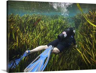 A scuba diver swims through an underwater field of tape grass