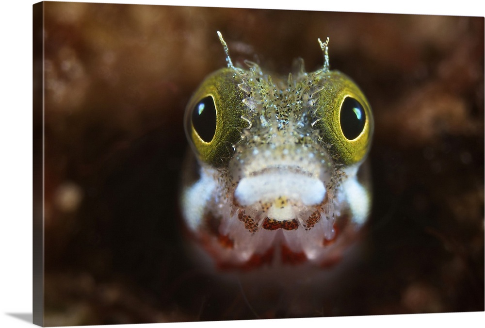 A Secretary Blenny looks out from its coral home, Bonaire, Caribbean Netherlands.