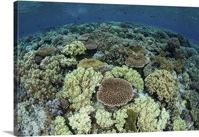 A shallow coral reef thrives in Wakatobi National Park, Indonesia.