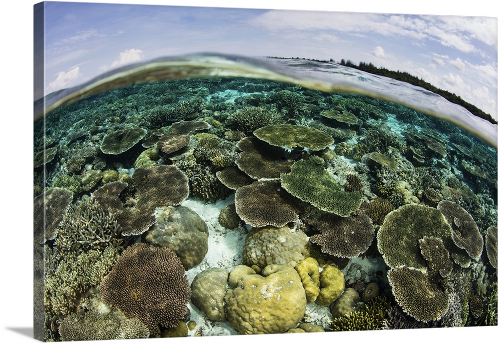 A shallow coral reef thrives in Wakatobi National Park, Indonesia. This remote region is known for its incredible marine b...