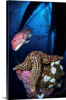 A Sheephead Hovers Over A Sea Star Under An Oil Rig Platform