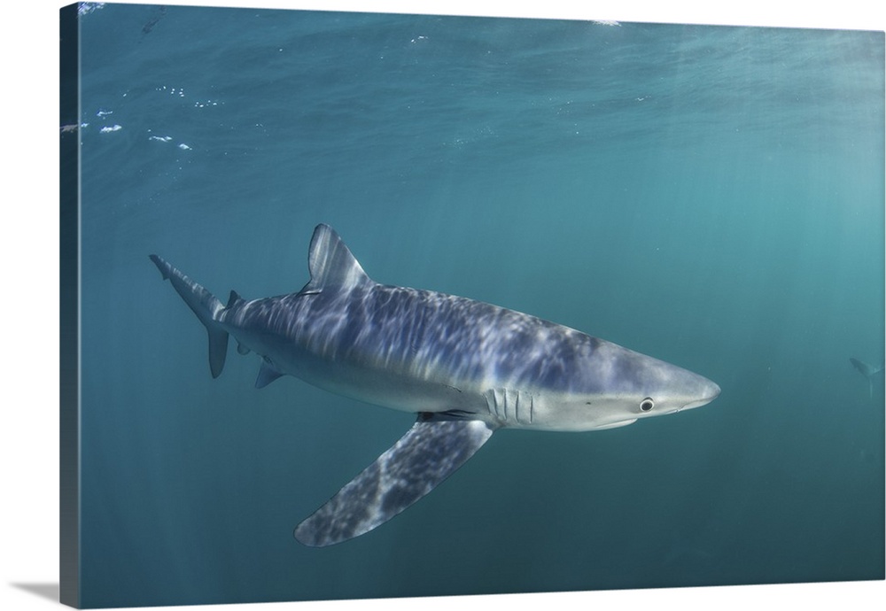 A sleek blue shark (Prionace glauca) cruises through the cold waters off Cape Cod, Massachusetts, in the Atlantic Ocean. T...