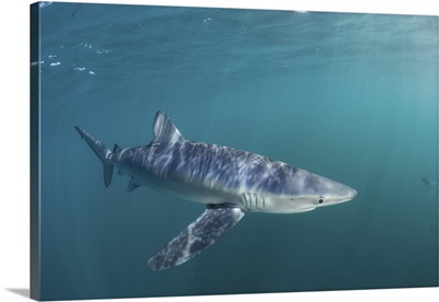 A sleek blue shark cruises through the cold waters off Cape Cod, Massachusetts.