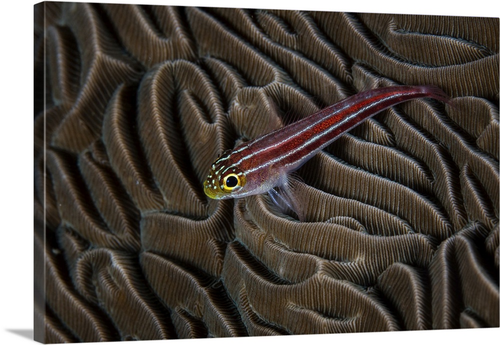 A small, colorful goby sits on a coral colony in Raja Ampat.