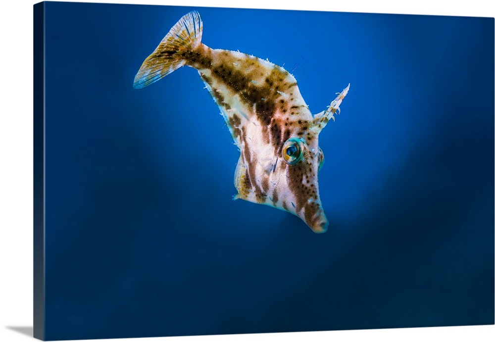 A small filefish in Grand Cayman, Cayman Islands.