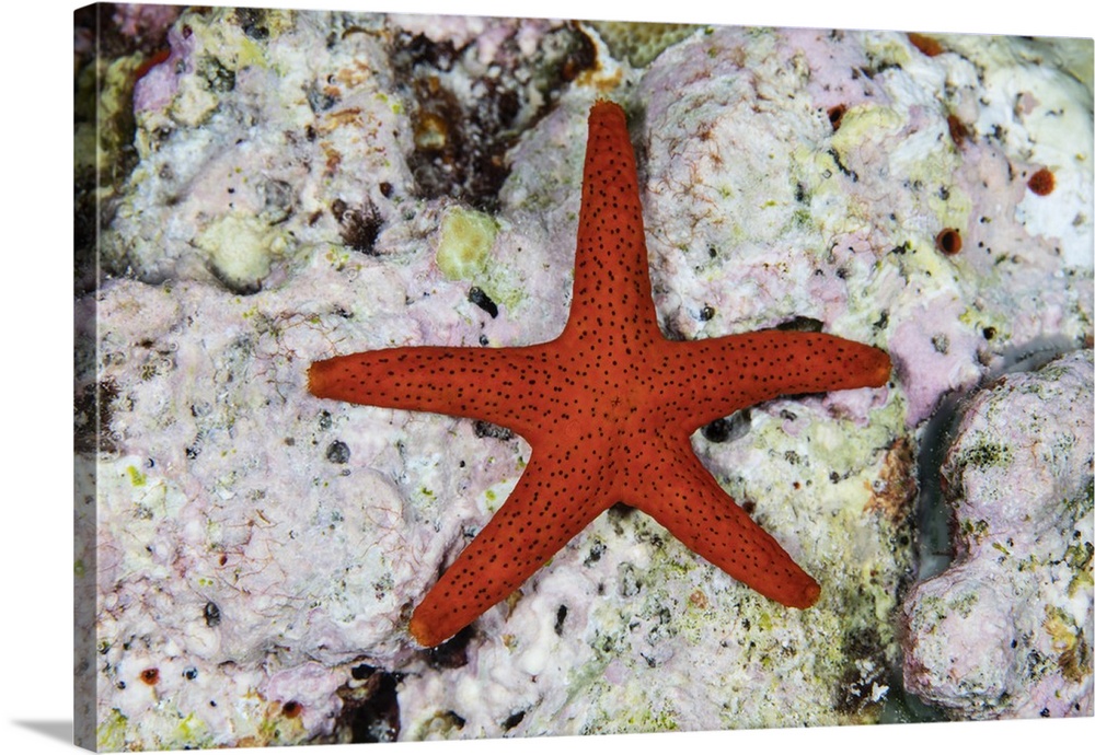 A small red starfish clings to coralline algae in Wakatobi National Park, Indonesia. This remote region is known for its i...