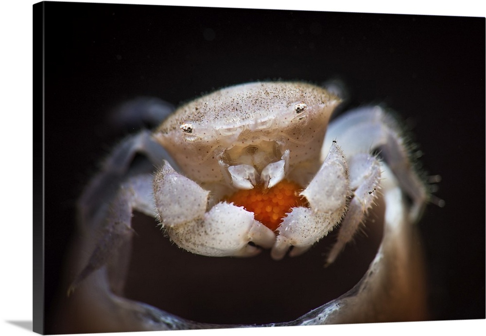A small tube sponge crab carries its eggs under its carapace.