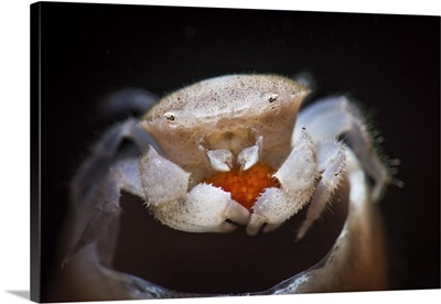 A small tube sponge crab carries its eggs under its carapace