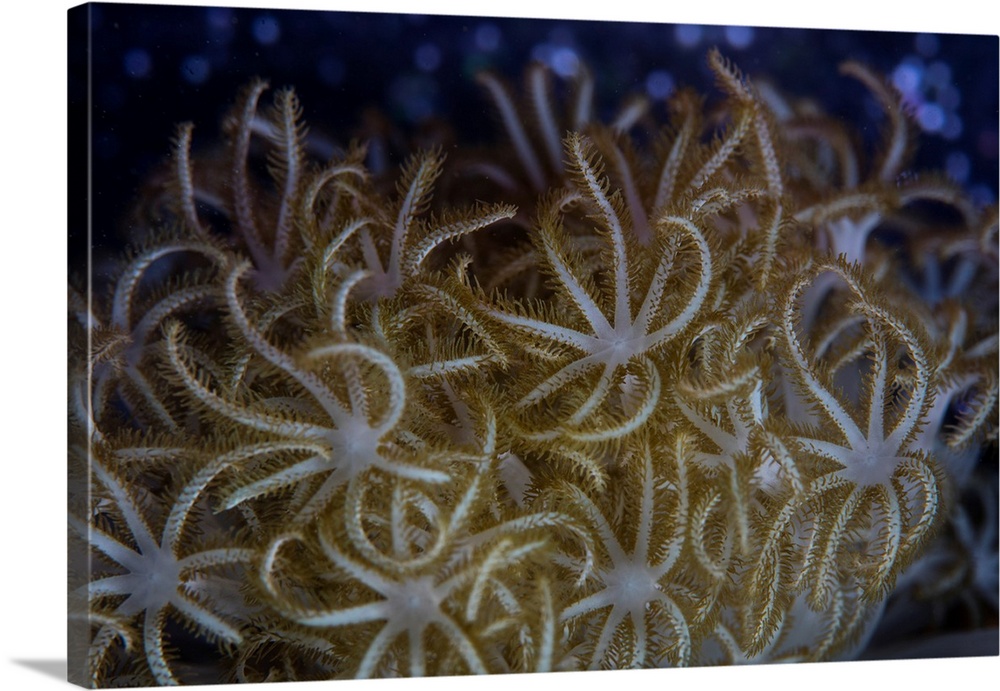A soft coral colony (Xenia sp.) grows in Lembeh Strait, Indonesia.