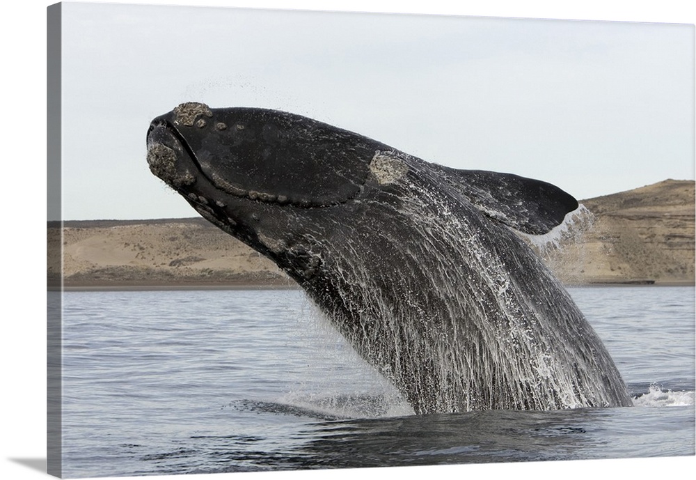 A southern right whale (Eubalaena australis) breaching, Valdes Peninsula, Province Chubut, Patagonia, Argentina.