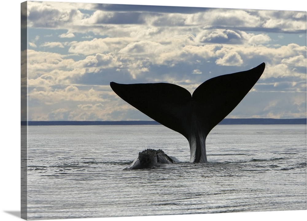 A southern right whale (Eubalaena australis) slaps the surface of the water with its flukes, Valdes Peninsula, Province Ch...