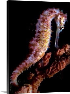 A Spiny Seahorse Displays Its Beauty, Philippines