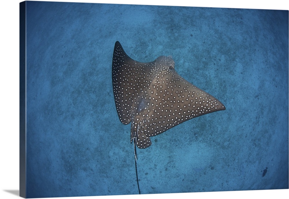 A spotted eagle ray swims over the seafloor near Cocos Island, Costa Rica.