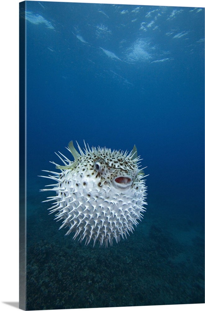 A spotted porcupinefish (Diodon hystrix), Maui, Hawaii.