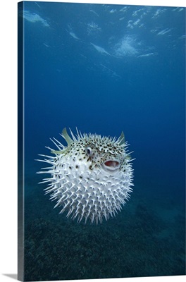 A spotted porcupinefish (Diodon hystrix), Maui, Hawaii.