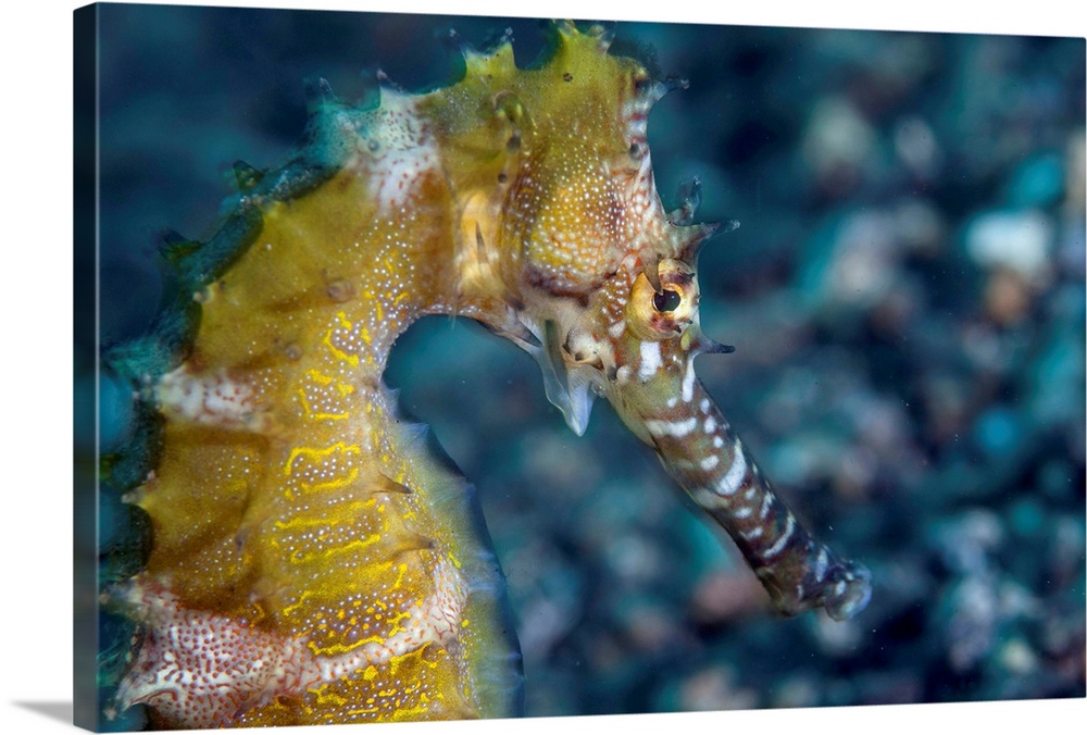 A thorny seahorse on the seafloor of Lembeh Strait.