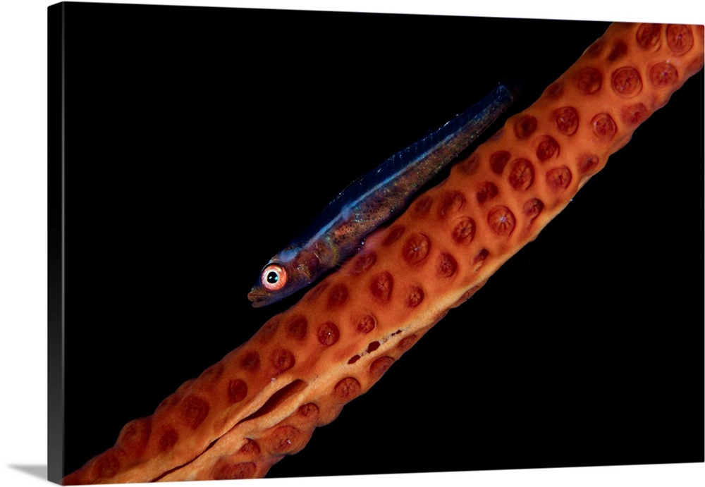 A tiny sea whip goby lays on its host octocoral.