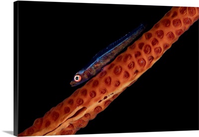 A Tiny Sea Whip Goby Lays On Its Host Octocoral