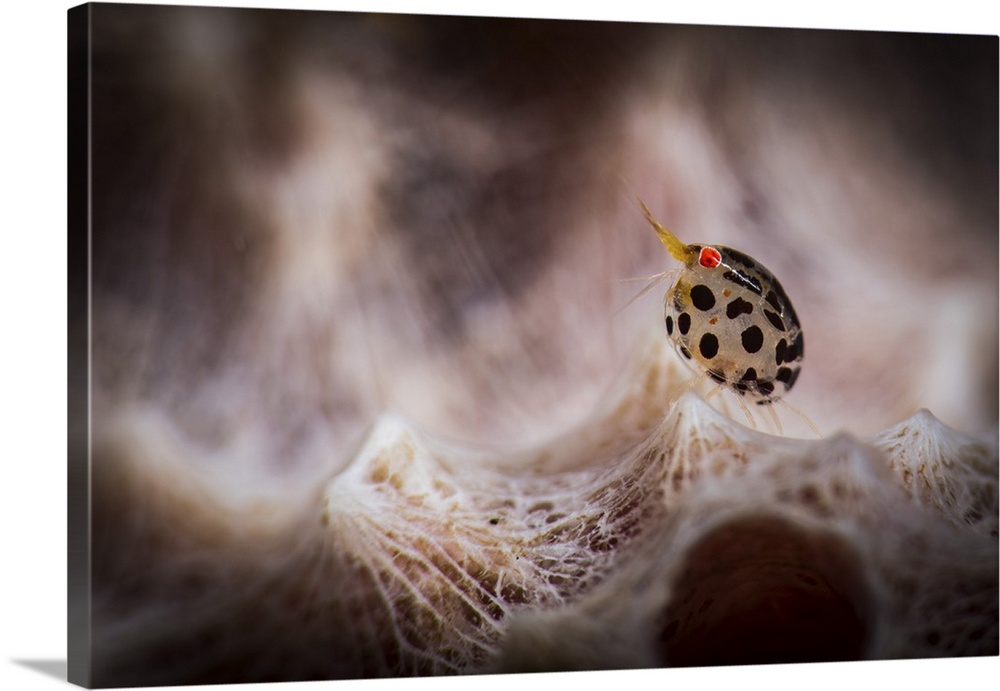 A tiny spotted amphipod in Tulamben, Bali, Indonesia.