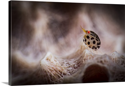 A tiny spotted amphipod in Tulamben, Bali, Indonesia