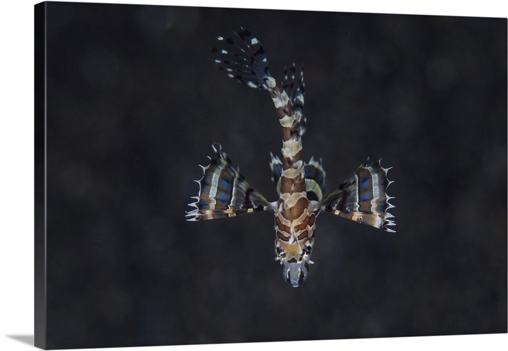 A unidentified juvenile lionfish hovers above the seafloor.