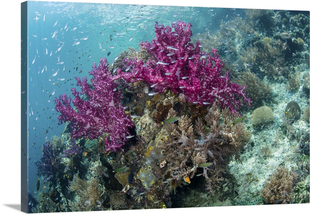 A vibrant coral reef thrives in a remote part of Raja Ampat, Indonesia.