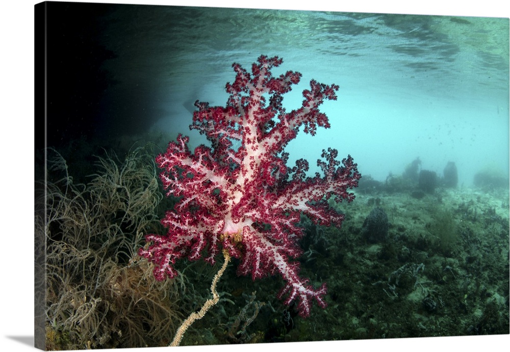 A vibrant soft coral grows amid the tropical islands of Raja Ampat.