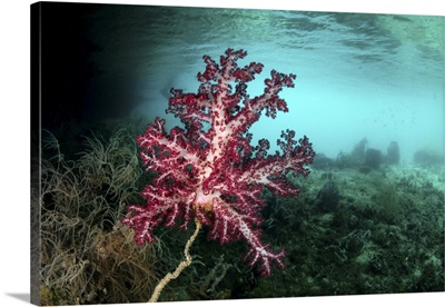 A Vibrant Soft Coral Grows Amid The Tropical Islands Of Raja Ampat