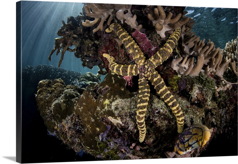 A warty sea star clings to a coral reef in Raja Ampat, Indonesia.