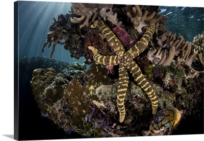 A Warty Sea Star Clings To A Coral Reef In Raja Ampat, Indonesia