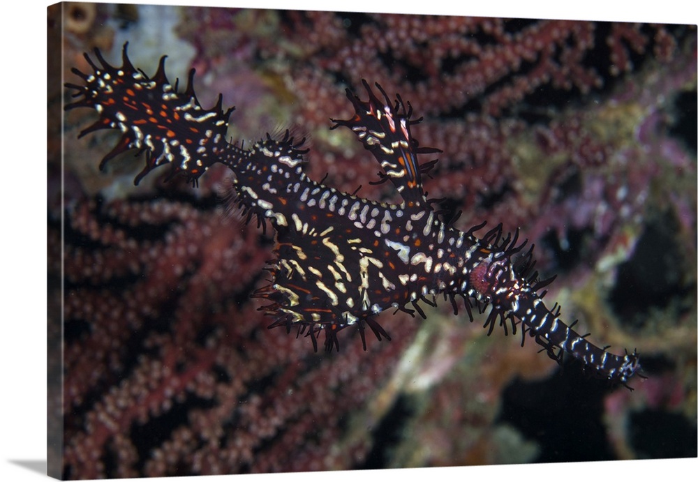 A well-camouflaged ornate ghost pipefish.
