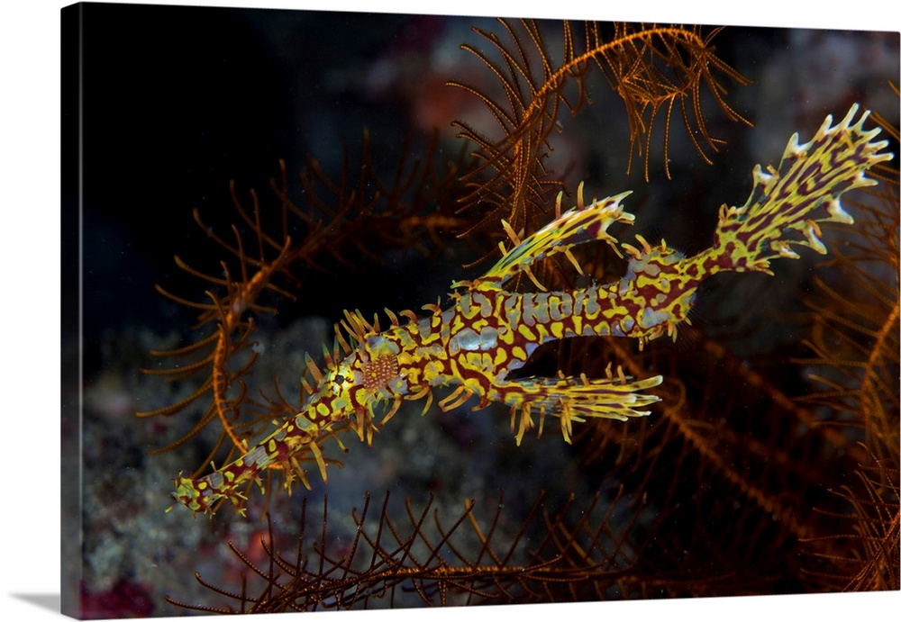 A well-camouflaged ornate ghost pipefish.