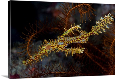 A Well-Camouflaged Ornate Ghost Pipefish