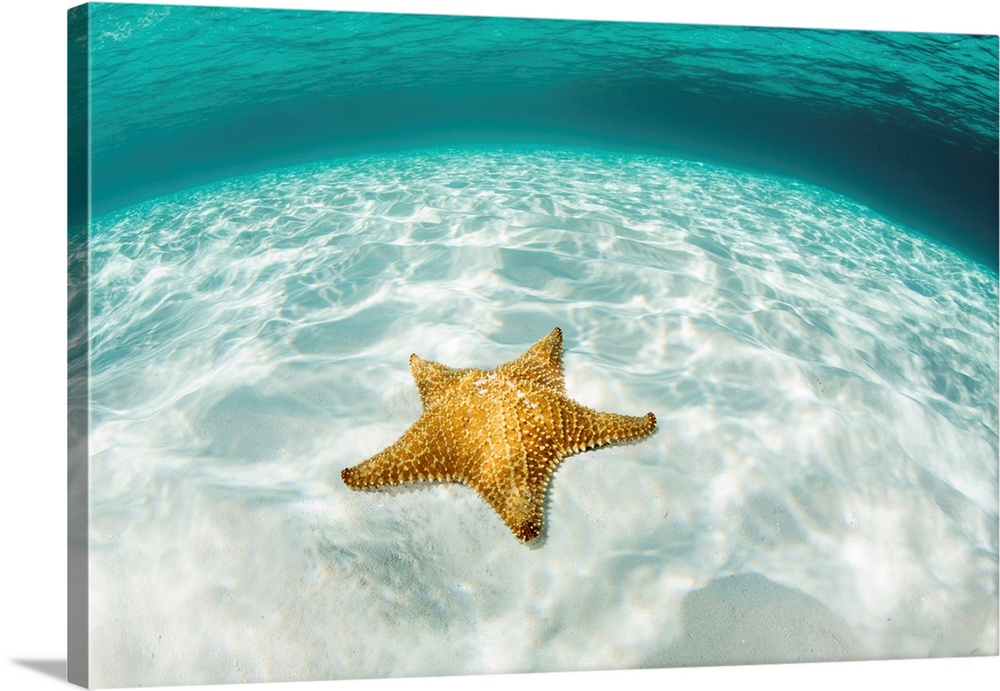 A West Indian starfish crawls over a sandy seafloor in Turneffe Atoll.